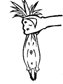 高城かろ