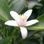 咲枝