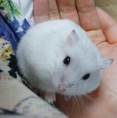 サキ