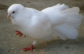 和