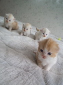 ねこらぶ