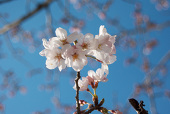 此花さくら