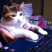 ゆうきつくも
