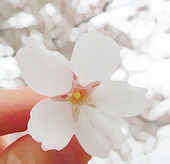 佑桜
