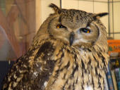 遺伝子組換加藤