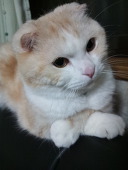 北条さくら