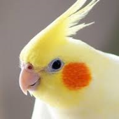 薄荷　アメ