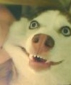 犬太