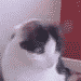 きらら