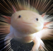 緑茶。