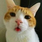 Mr.CAT