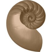 百万回生きた化石