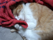 がっくる