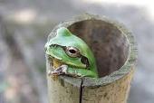 かねみお