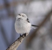 ノノア
