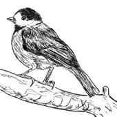 fay