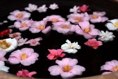 つばき