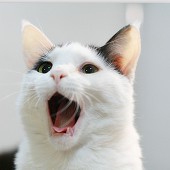 檸檬