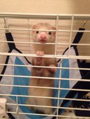 みさお