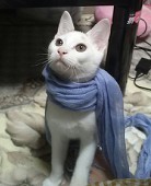 セツ