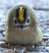 たろちん