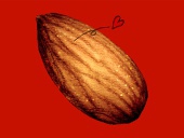ALMOND