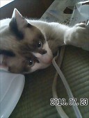 青葉
