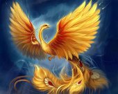 phenix911