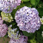 とーま