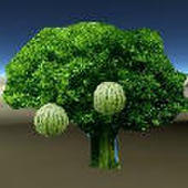 Watermelon Tree
