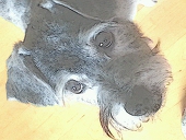 rat