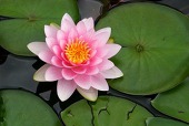 弱虫蜜柑。