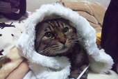 瑠璃