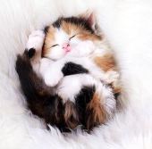 はなねこ