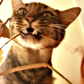 B