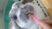 もっくん