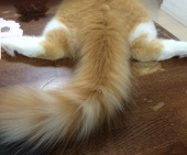 垂れ猫