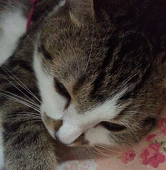 きゅういち