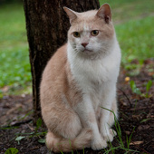 猫六