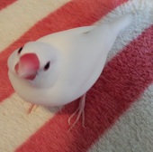 まめぞう
