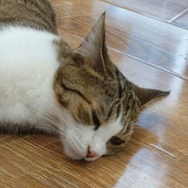 コネコ