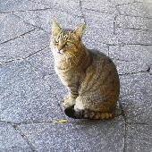 まーご