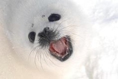リィ