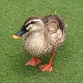 ノラ