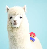 ハナパカ