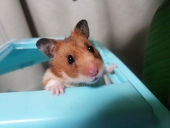 ぺたこ