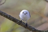 豆