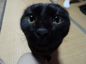 蒼烏 ぷんこ