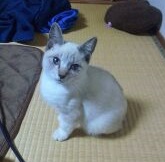 黒糖