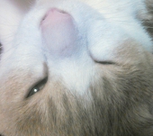猫森